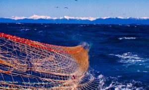 Setting_a_trawl_in_Stephens_Passage-300x182