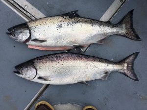 Chinook-Salmon-300x225