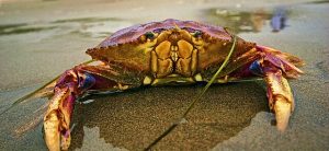 Dungeness-Crab-Canon-Beach-300x138