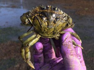 European_Green_Crab-300x225