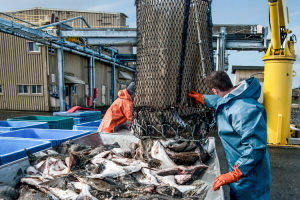 Halibut-processing-plant-Alaska-300x200