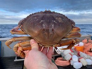 Dungeness-Crab-2