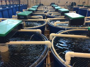 Recirculating_Aquaculture_System-300x225